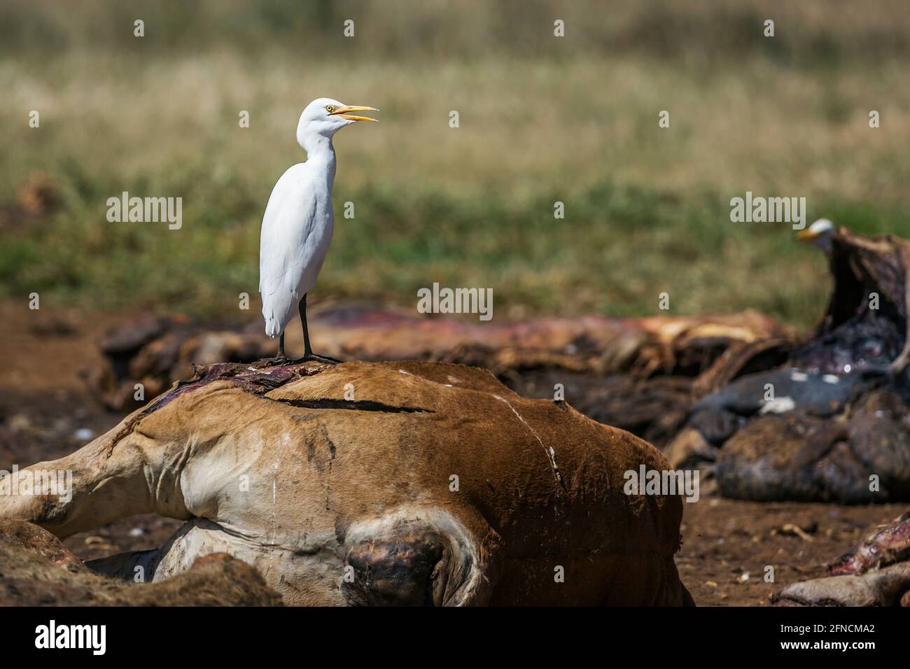 Egret de bovin occidental en carcasse dans le centre de réhabilitation Vulpro, Afrique du Sud ; espèce Bubulcus famille ibis d'Ardeidae Banque D'Images