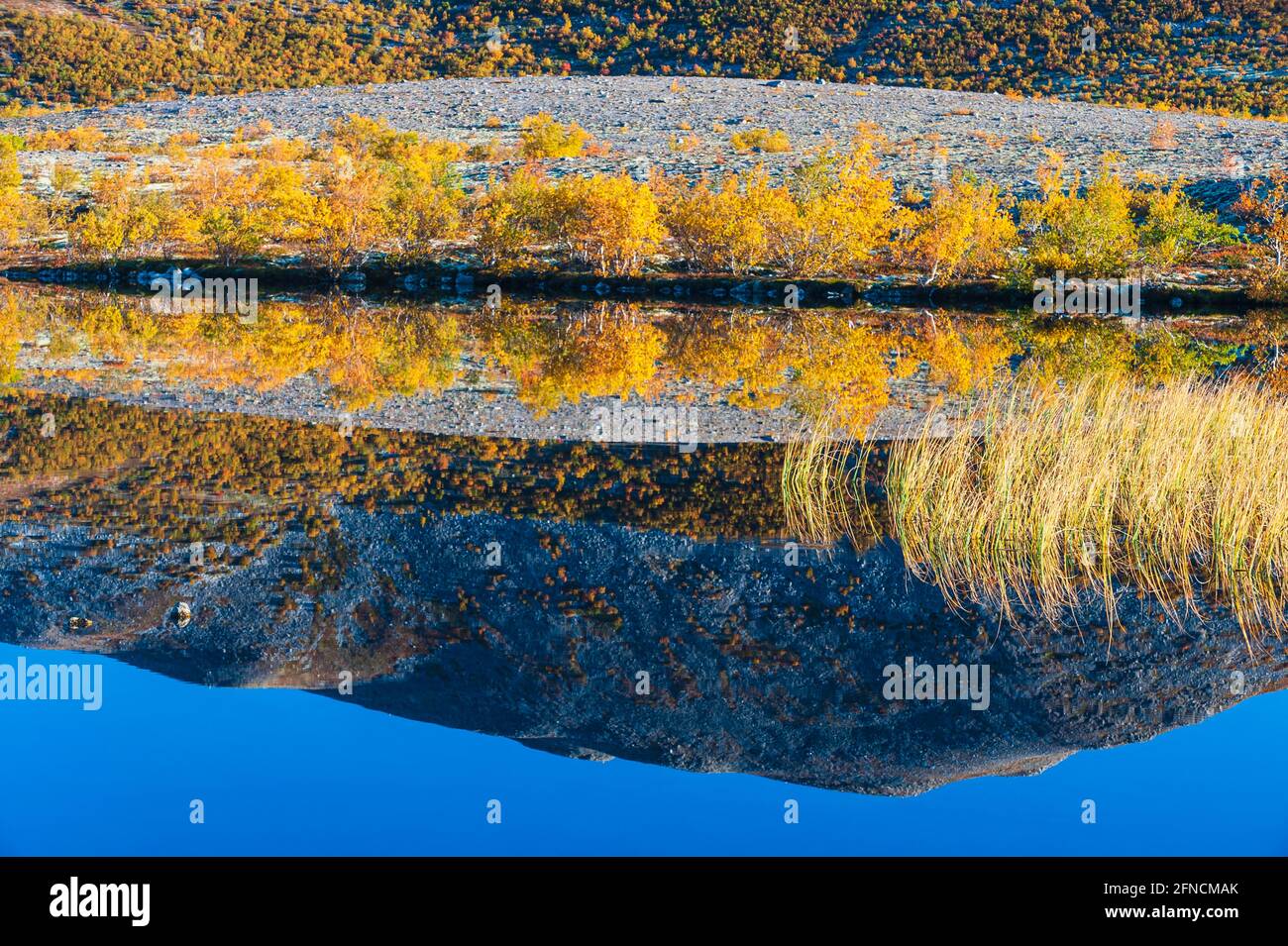 Réflexion d'arbres d'automne dans un petit lac. Parc national de Rondane, Norvège, Europe Banque D'Images