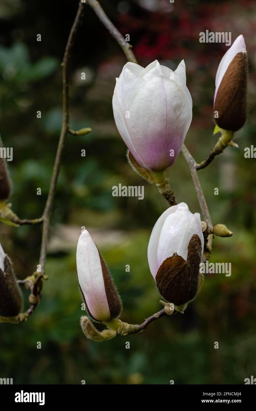 Trois fleurs de pierres précieuses parfumées au Magnolia au printemps Banque D'Images
