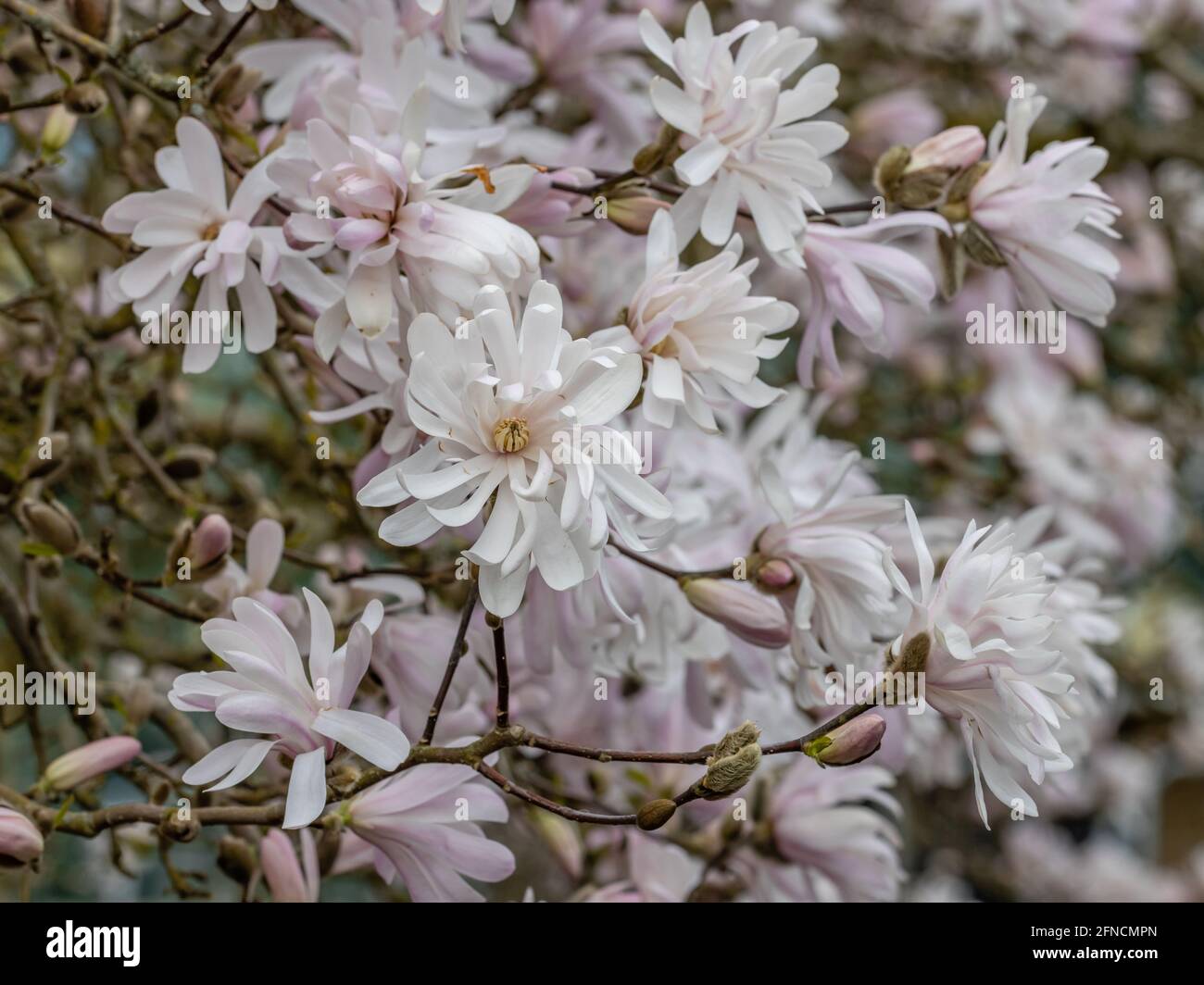 Grappe de rose pâle en forme d'étoile Magnolia stellata King Rose fleurs au printemps Banque D'Images