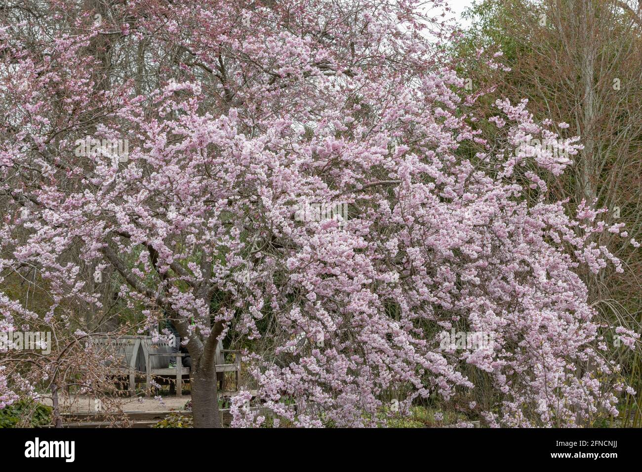 Grande masse d'arbres pleureux de fleurs d'accolade de Prunus au printemps Banque D'Images