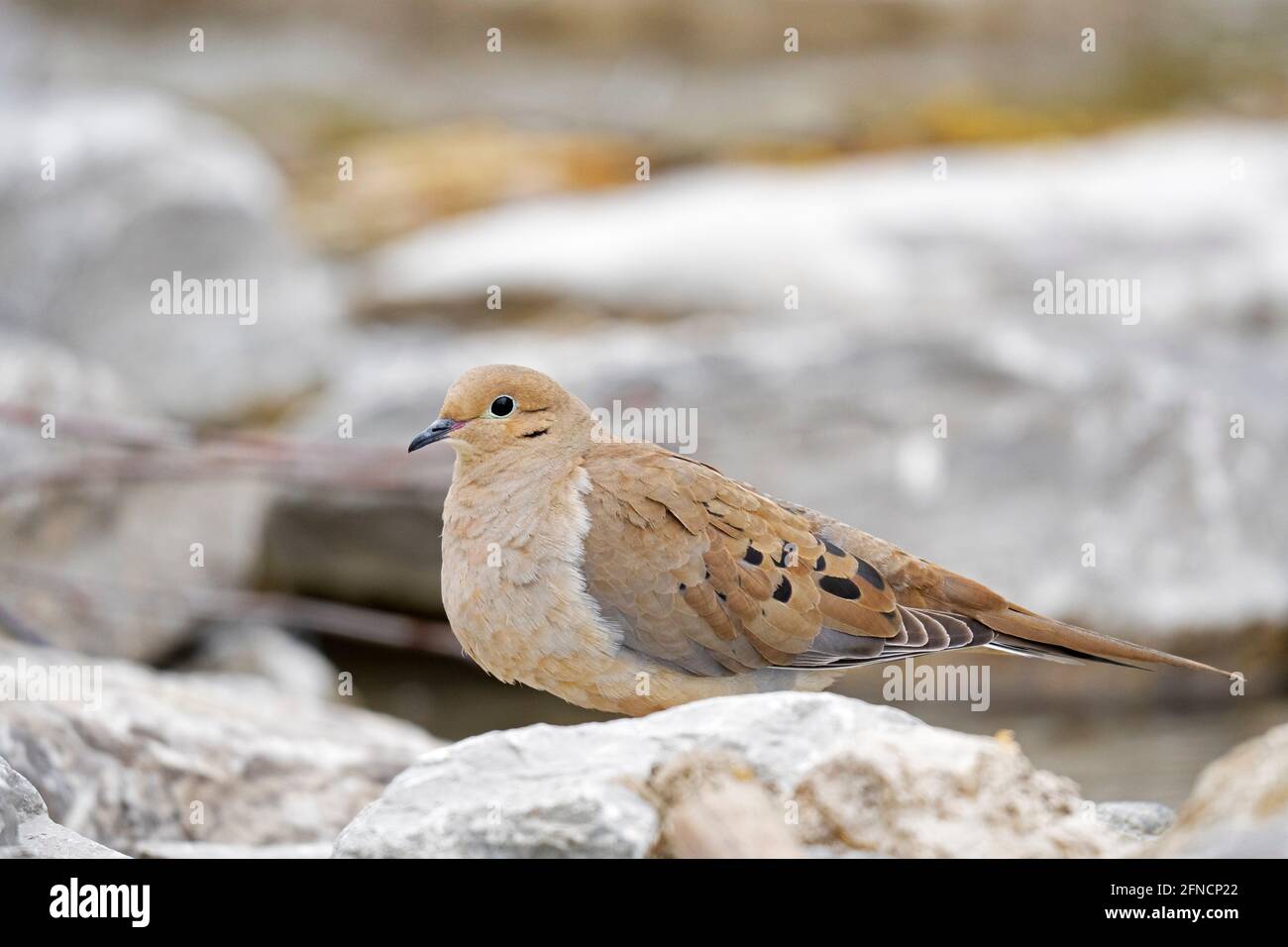 Dourning Dove, (Zenaida macroura), oiseau Banque D'Images