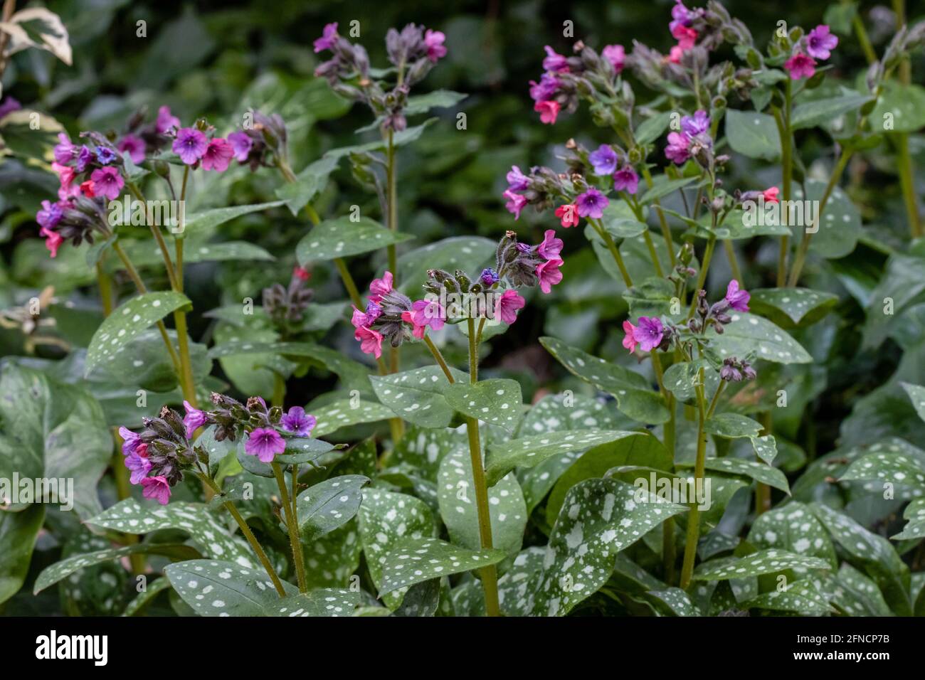 Pulmonaria rubra Bowles Rouge en fleur au printemps Banque D'Images