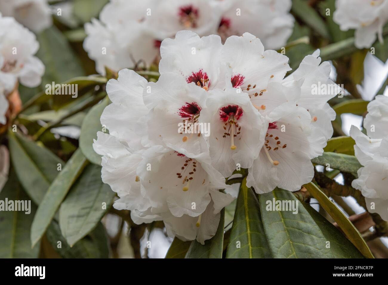 Gros plan de la fleur blanche de Rhododendron arboreum calophytum au printemps Banque D'Images