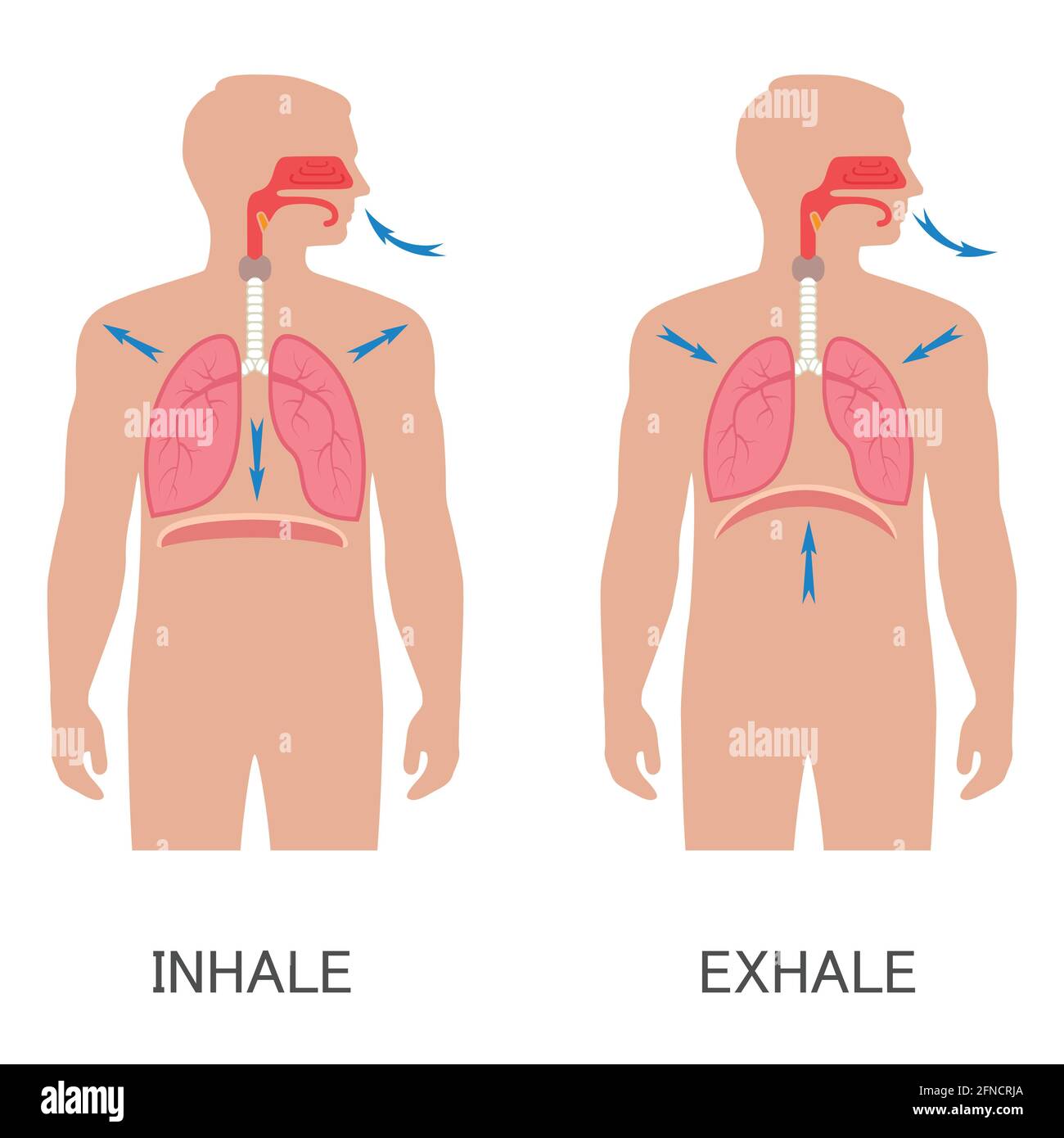 anatomie du système respiratoire vectoriel, respiration du diaphragme humain Illustration de Vecteur