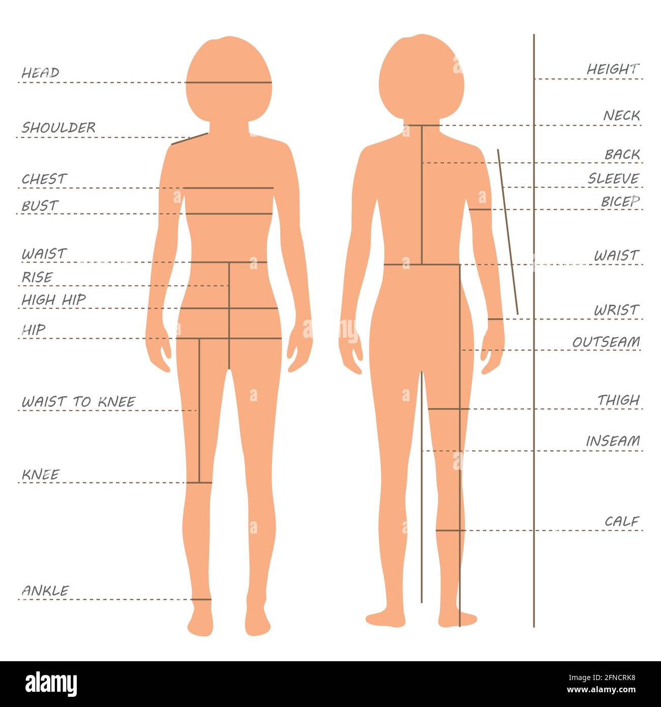 tableau de taille des mesures de corps vectorielles, modèle de vêtements  pour femmes, couture Image Vectorielle Stock - Alamy