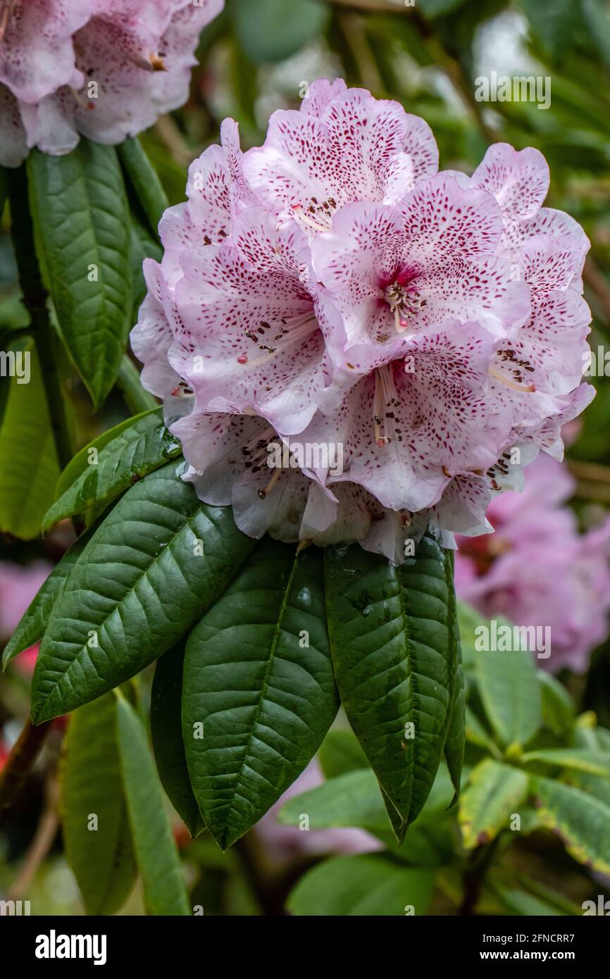 Nimrod de Rhododendron tacheté inhabituel en fleur au printemps Banque D'Images