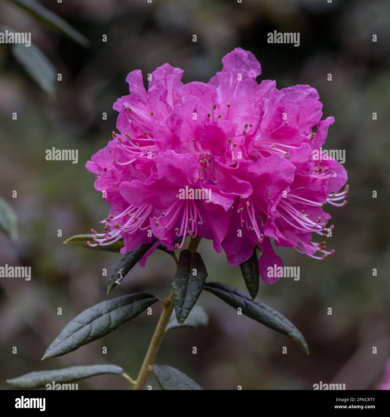 Gros plan de la fleur rose de Rhododendron Osara au printemps Banque D'Images
