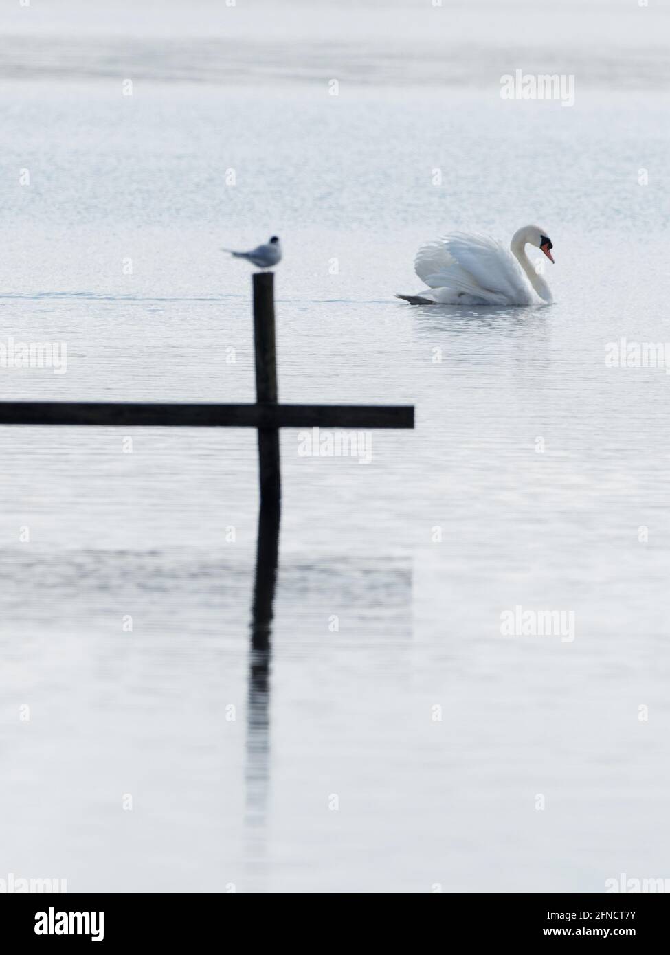Une sterne commune (Sterna hirundo) perchée sur un poteau dans le lac comme un cygne muet (Cygnus olor) nains à Fairburn ings, une réserve naturelle de RSPB à Leeds, W Banque D'Images