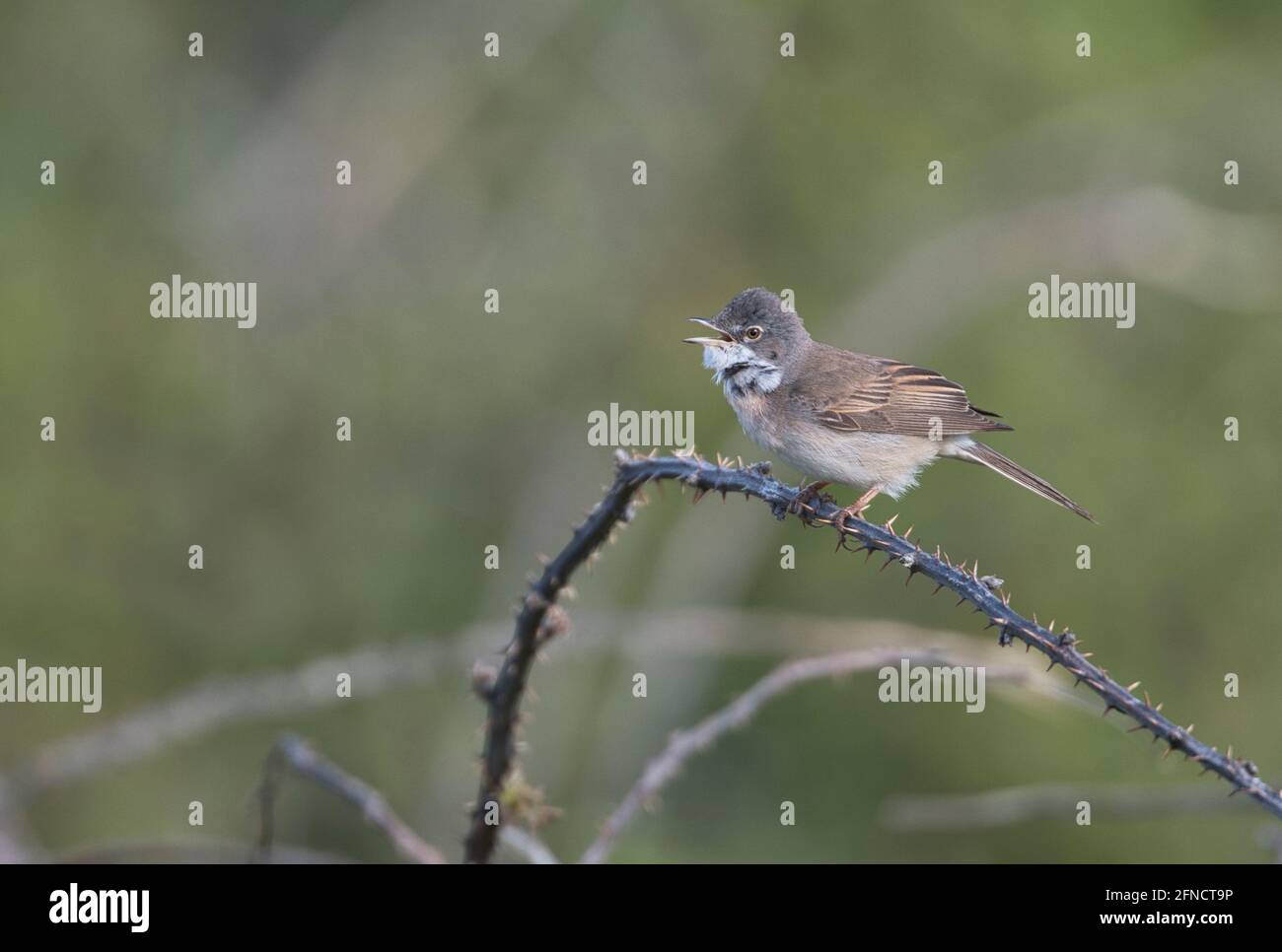 Blanchetchroat commun (Sylvia communis), chant masculin proclamant le territoire Banque D'Images