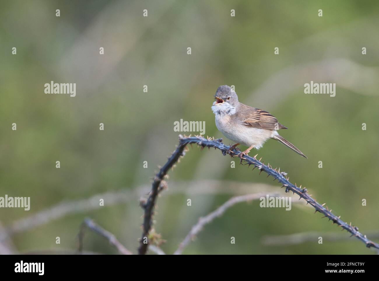 Blanchetchroat commun (Sylvia communis), chant masculin proclamant le territoire Banque D'Images