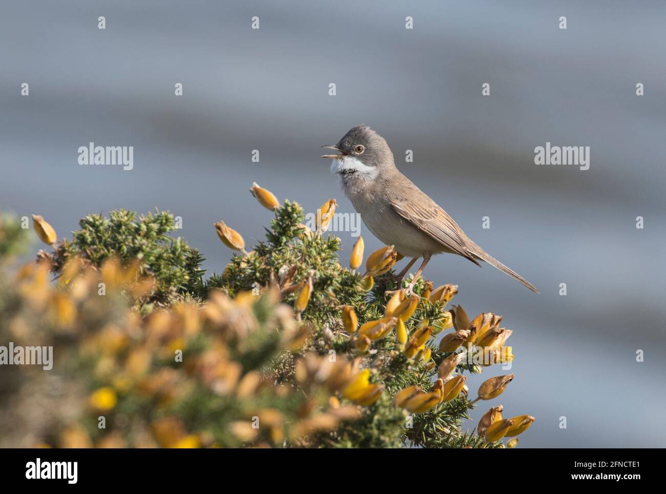 Blanchetchroat commun (Sylvia communis), chant masculin proclamant le territoire Banque D'Images