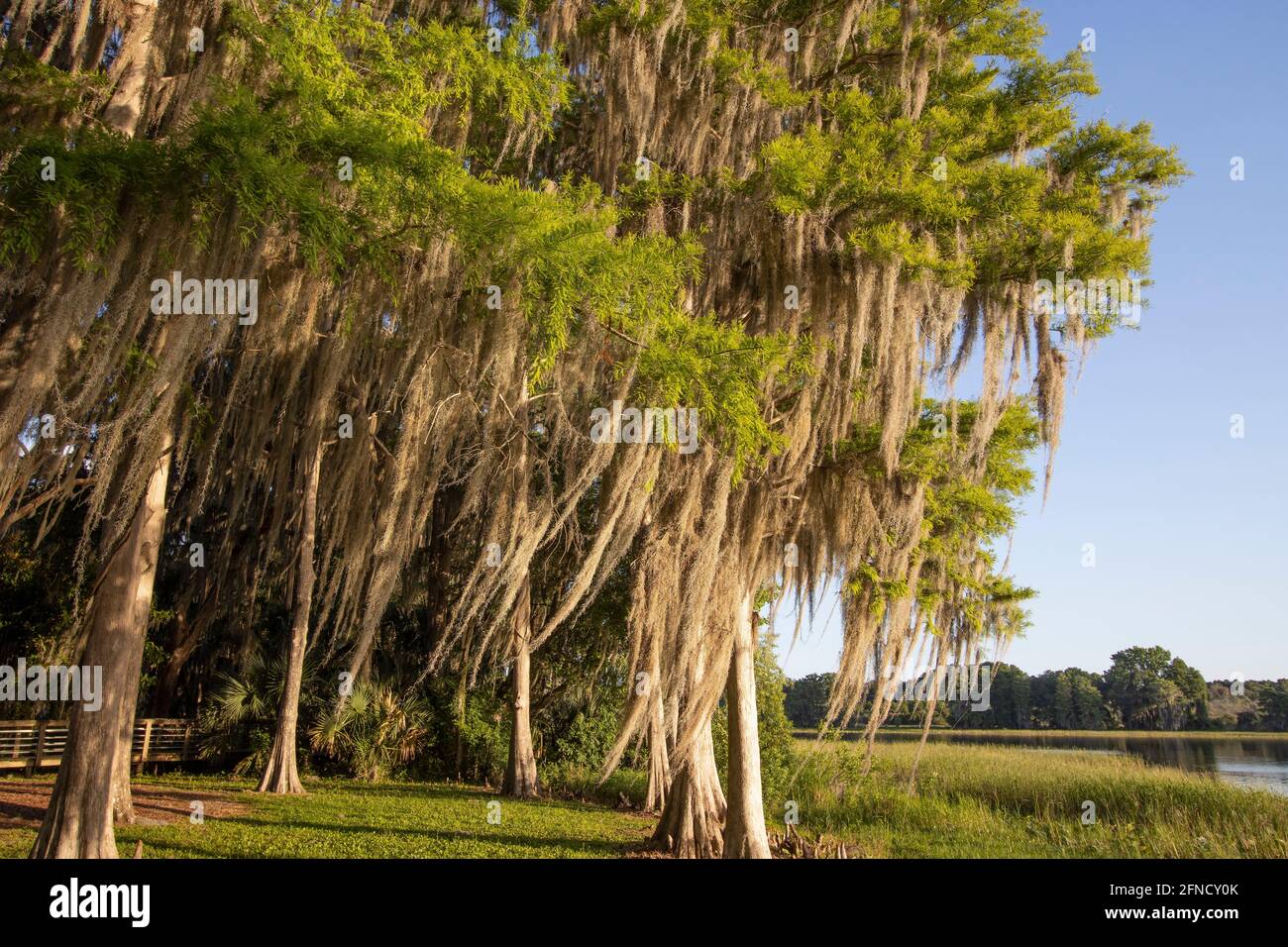 Matin au Liberty Park d'Inverness, en Floride, avec des mousses espagnoles drapées sur des cyprès. Banque D'Images