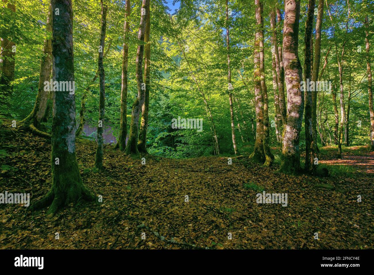 forêt de hêtre en été. arbres à feuilles caduques dans la lumière du matin. magnifique fond de nature Banque D'Images