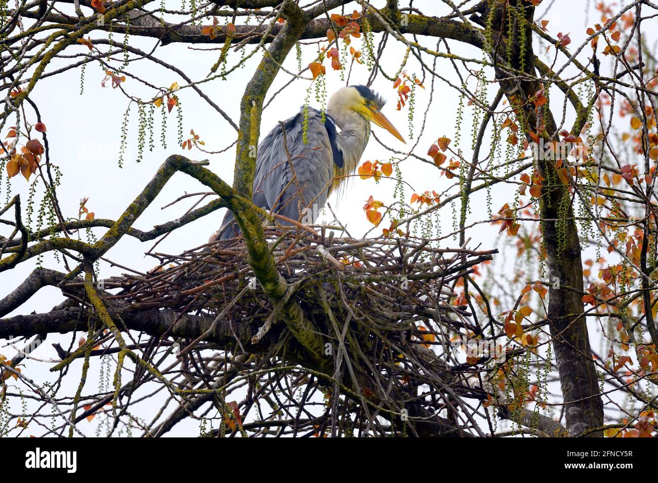 Un héron gris (Ardea cinerea) se tient à la garde de son nid, faisant partie d'une grande maçonnerie en hauteur dans les arbres du parc Stanley, Blackpool, Lancashire, Royaume-Uni Banque D'Images