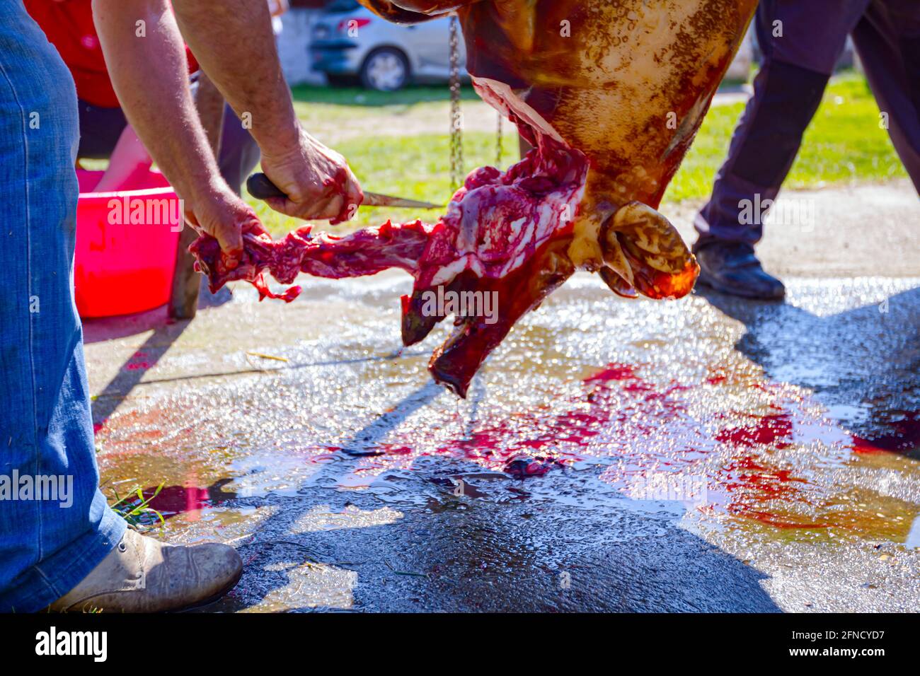 Le boucher enlève la langue de porc, avec un couteau, la transformation de la viande à la boucherie extérieure. Banque D'Images