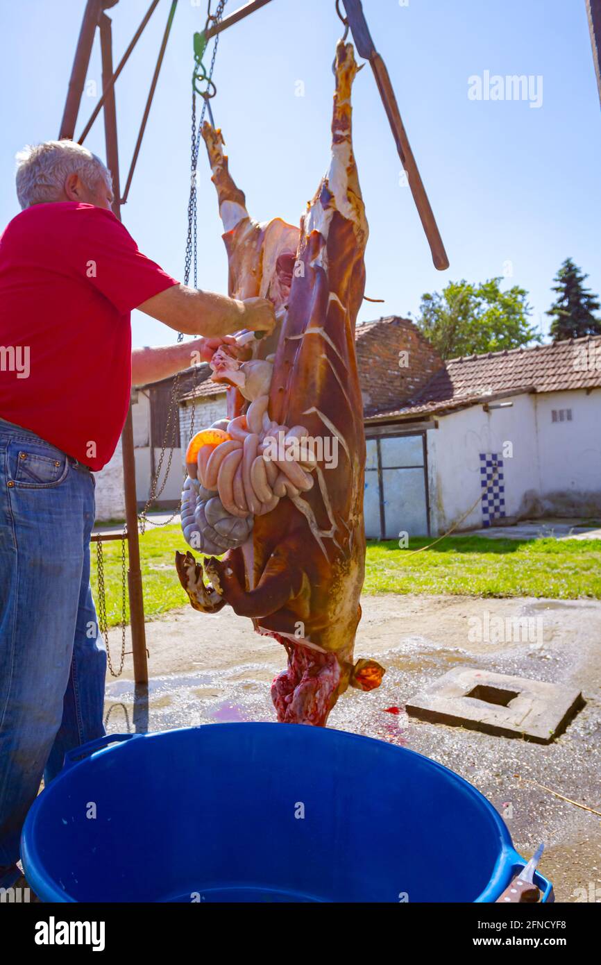 Le boucher enlève les intestins, les abats des entrailles du porc avec un couteau et les place dans un grand bol en plastique, traitement de la viande à la boucherie extérieure. Banque D'Images