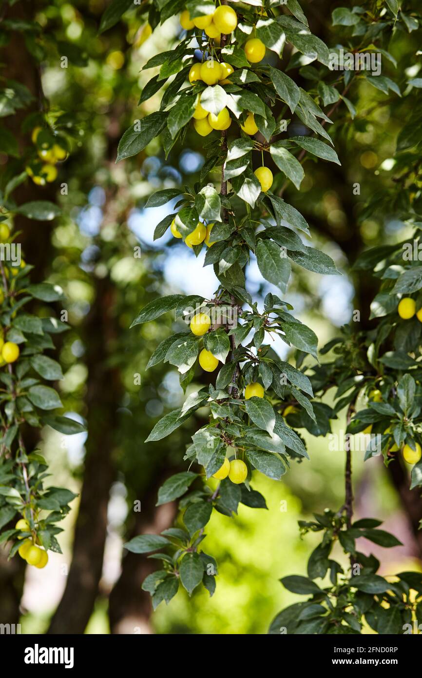 Fruits de prune de cerise sur une branche d'arbre. Fruits mûrs parmi les feuilles vertes dans le jardin d'été aux rayons du soleil dans la nature Banque D'Images