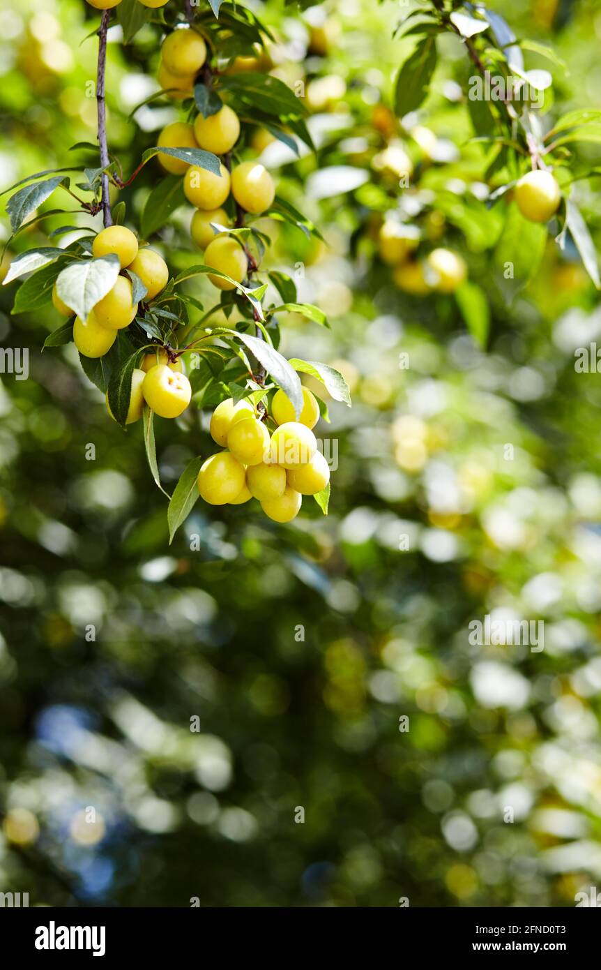 Fruits de prune de cerise sur une branche d'arbre. Fruits mûrs parmi les feuilles vertes dans le jardin d'été aux rayons du soleil dans la nature Banque D'Images