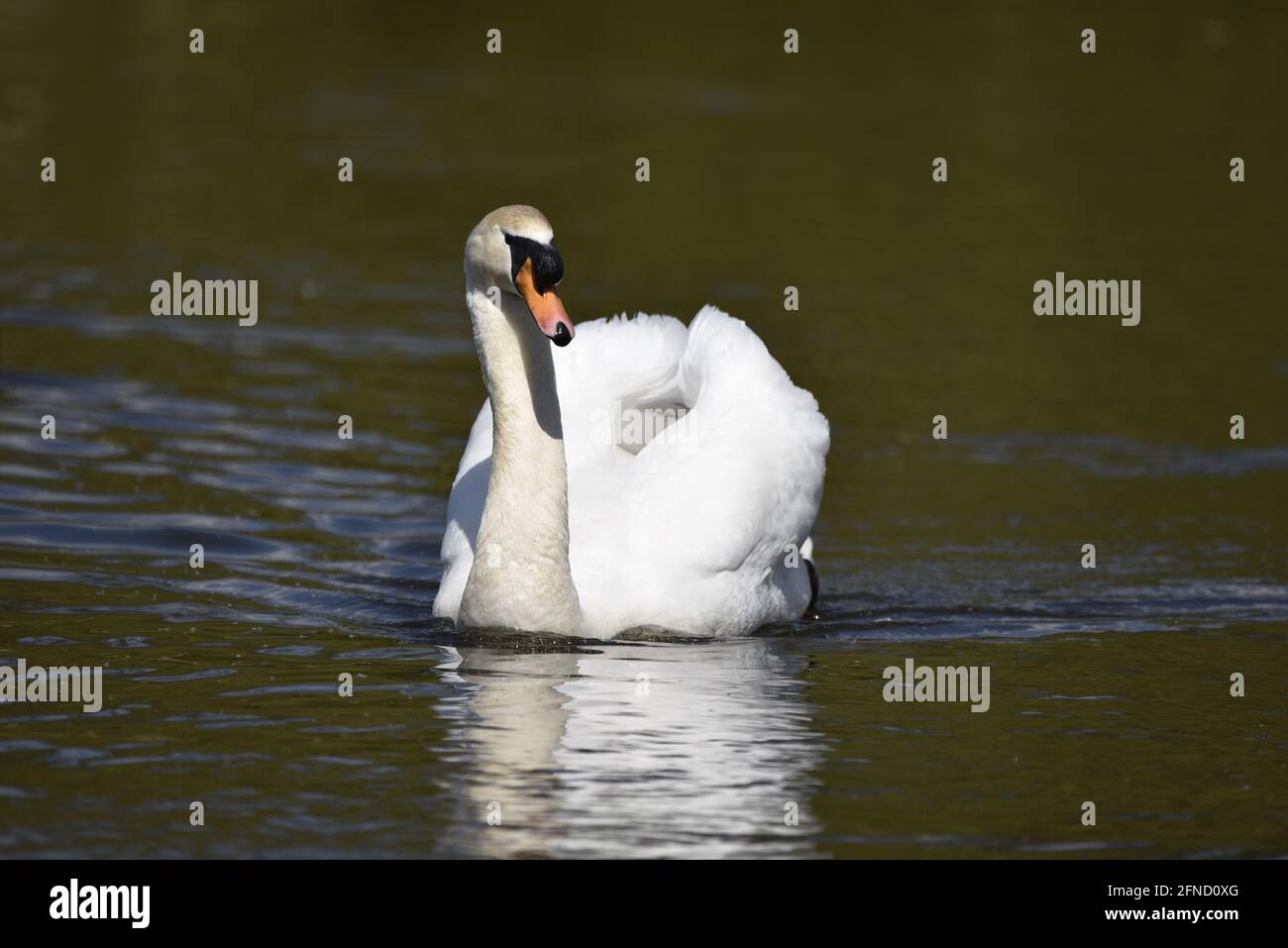 Gros plan d'un Cygne muet (Cygnus olor) nager vers la caméra lors d'une journée ensoleillée reflétée dans le lac d'une réserve naturelle en Angleterre Banque D'Images