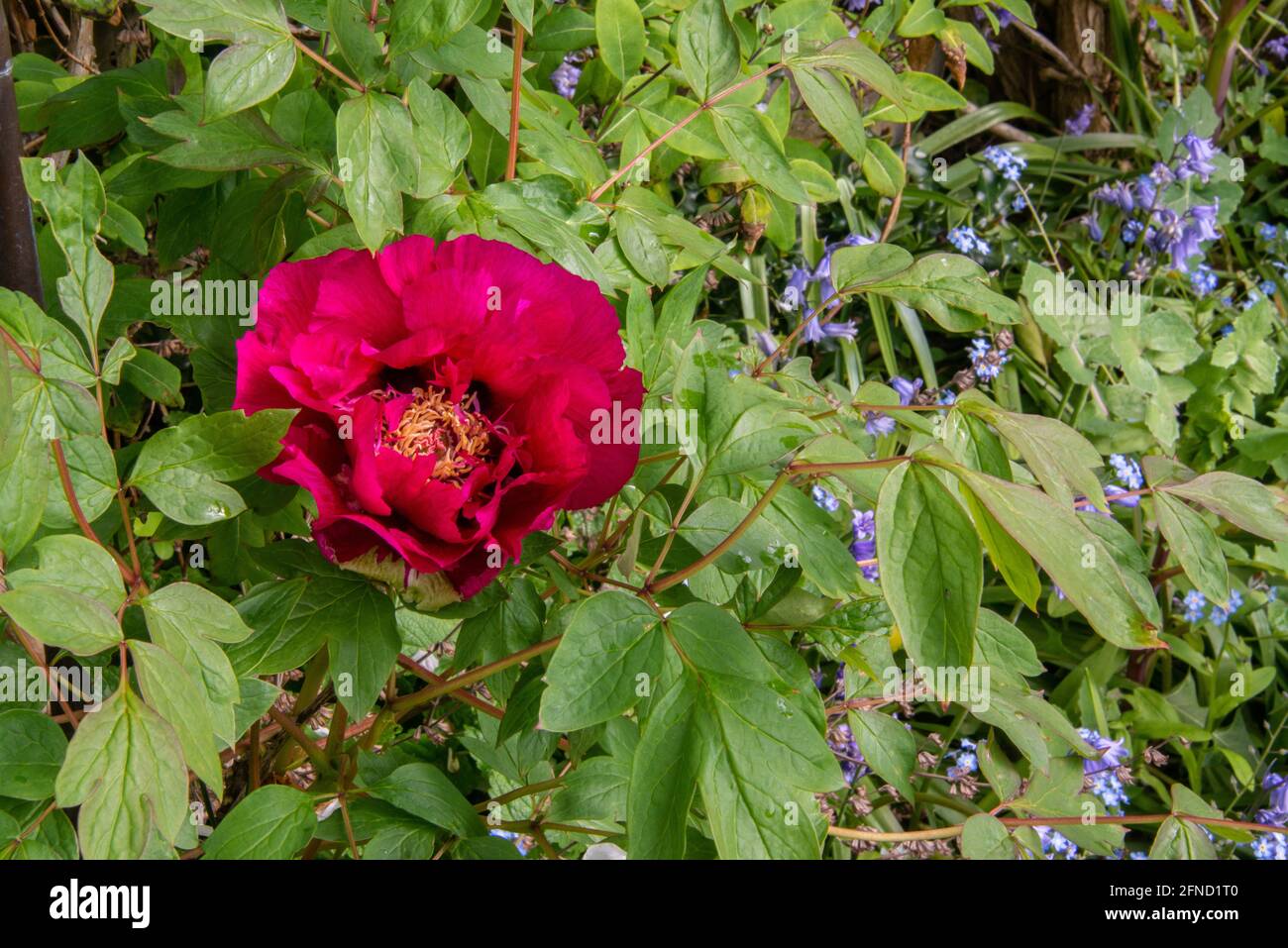 Fleur de pivoine (Paeonia Suffruticosa) Banque D'Images