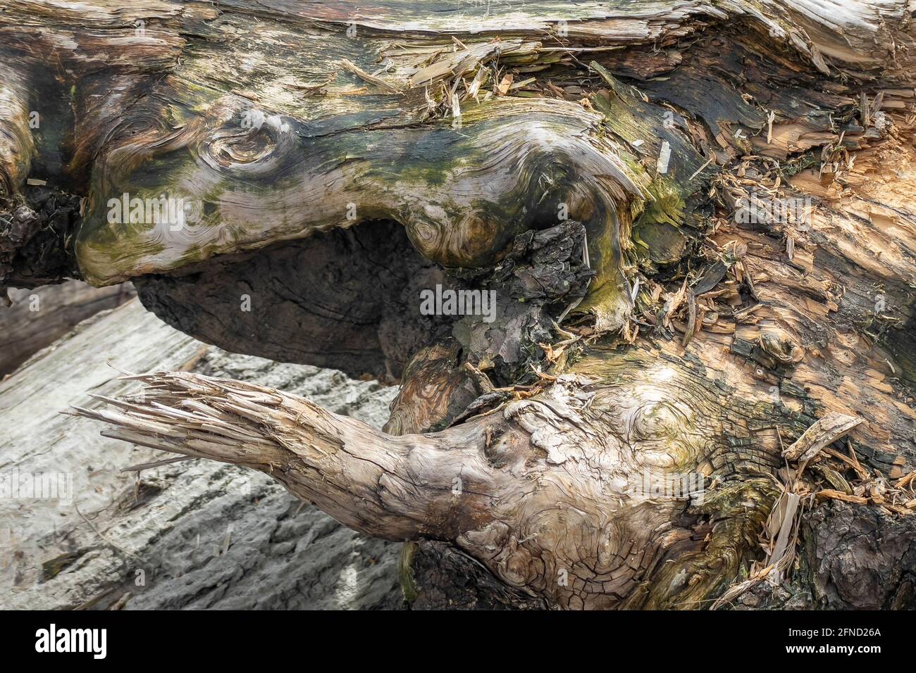 Driftwood au lac de Constance en Autriche Banque D'Images