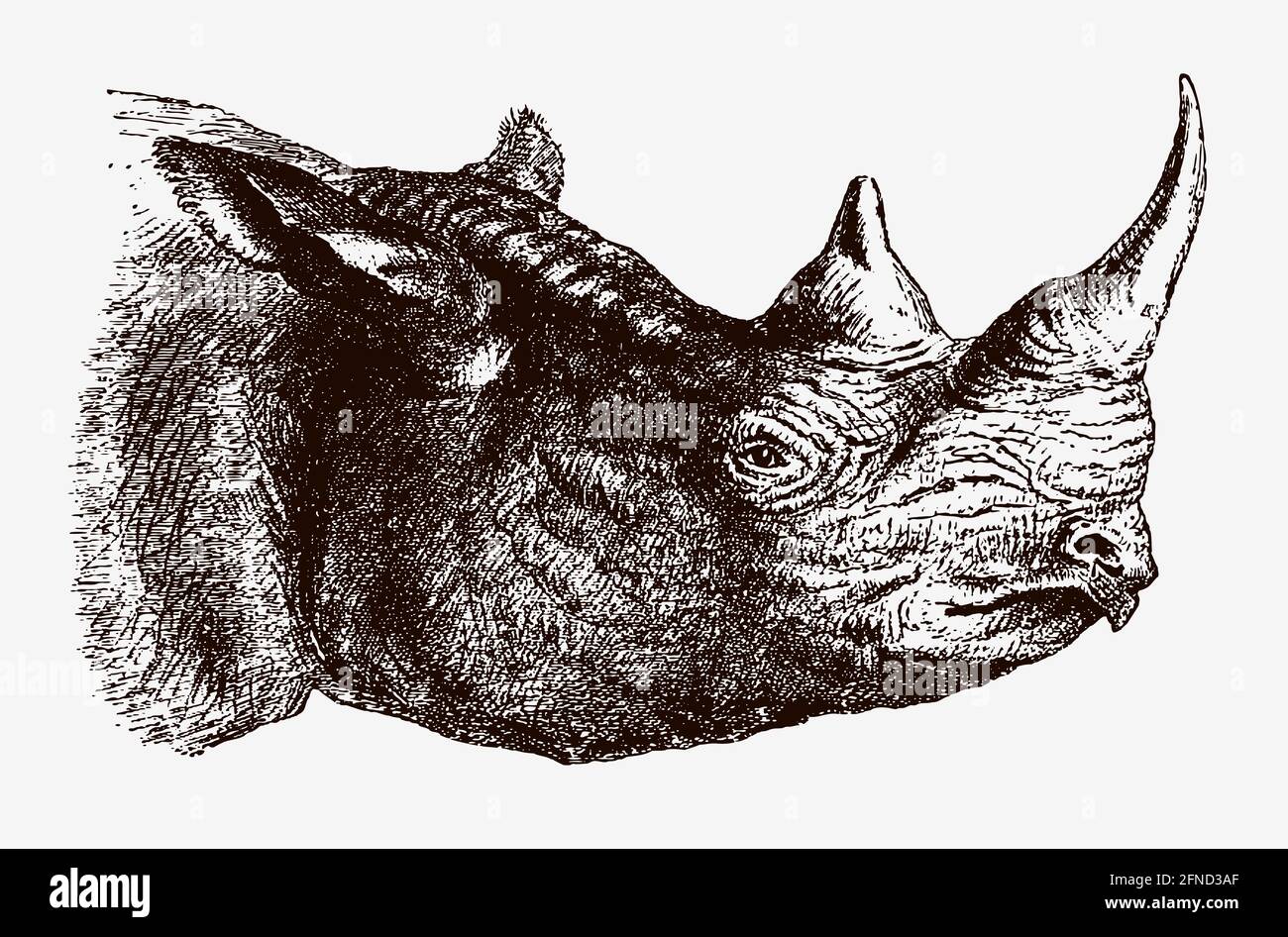 Chef d'un rhinocéros noir en danger critique, diceros bicornis en profil, après une gravure antique du XIXe siècle Illustration de Vecteur