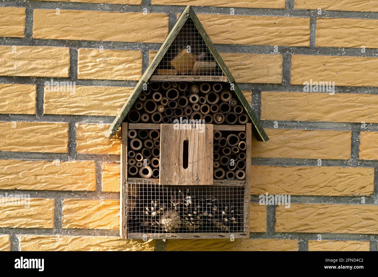 Les Abeilles Sauvages, Apidae, Ruche, Sur Tronc D'arbre, Des Insectes Des Animaux Rainforest Singapour M5dt1j