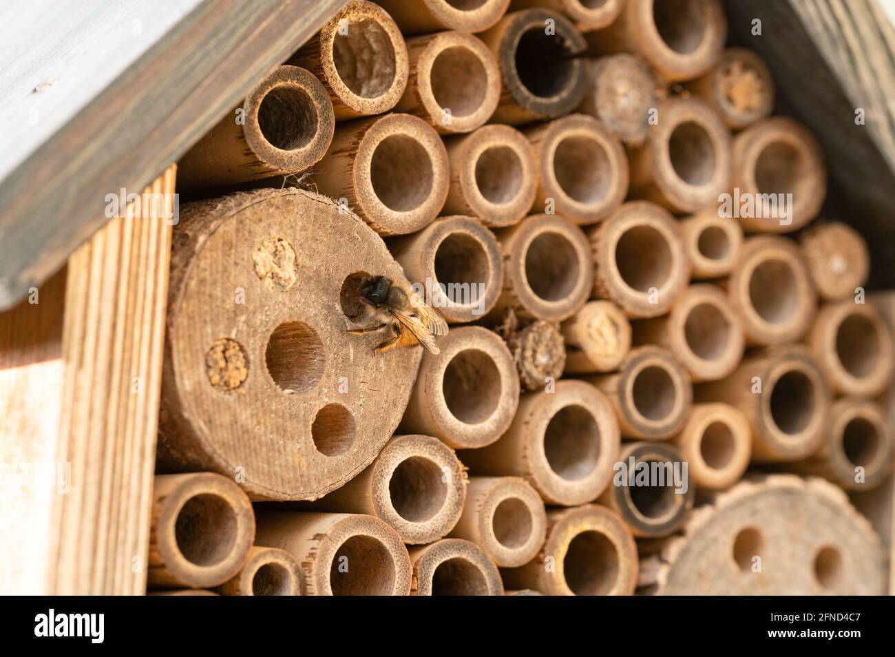 Abeilles sauvages nichant dans un hôtel d'insectes en bois Banque D'Images