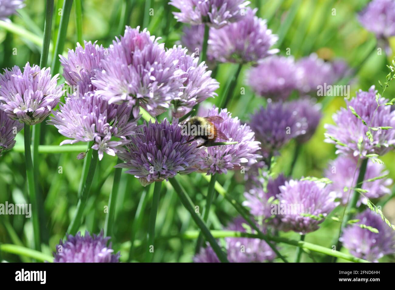 Bumblebee sur la fleur de la ruche Banque D'Images