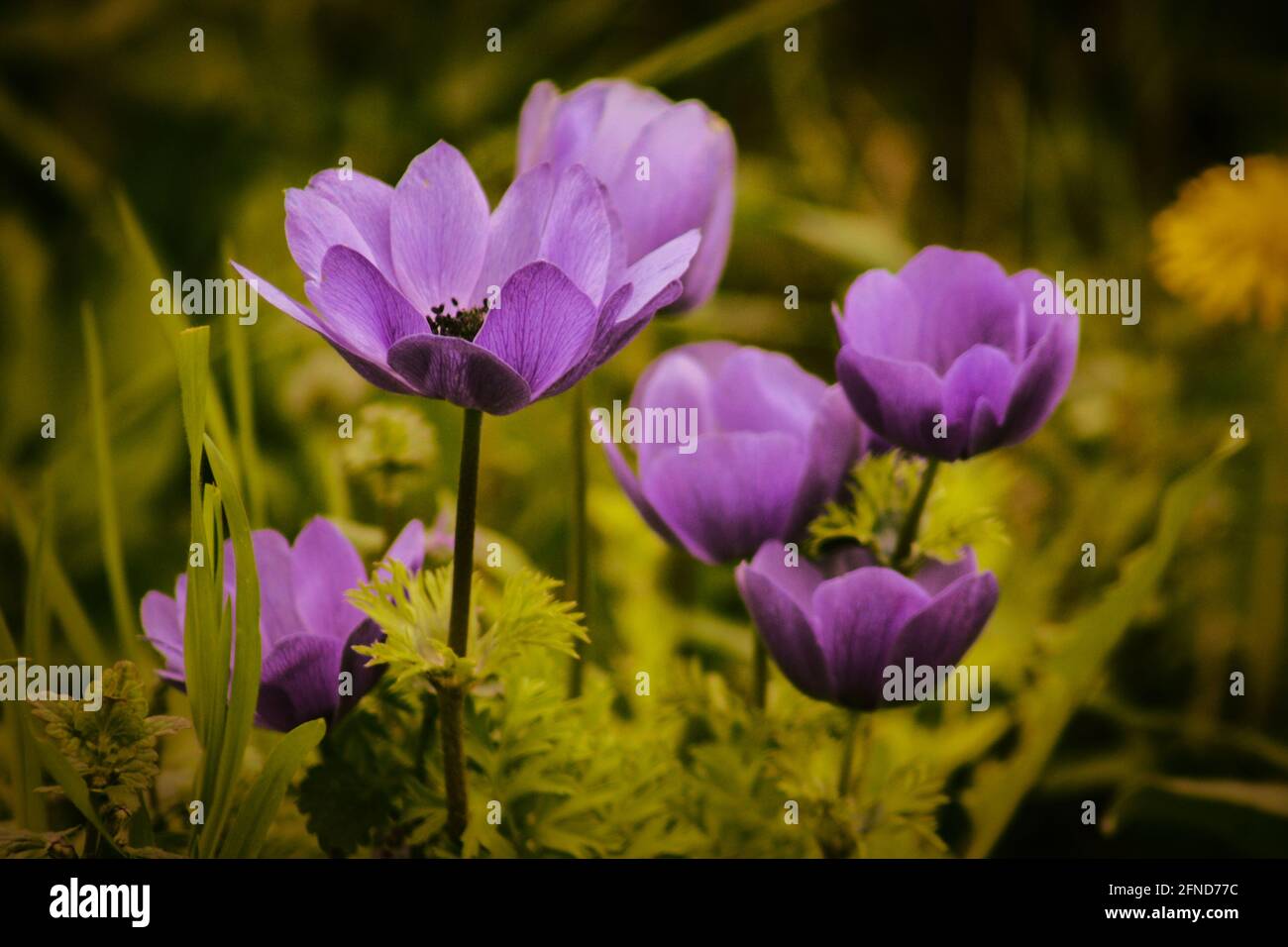 Coquelicot anemona dans un habitat naturel, image en gros plan Banque D'Images