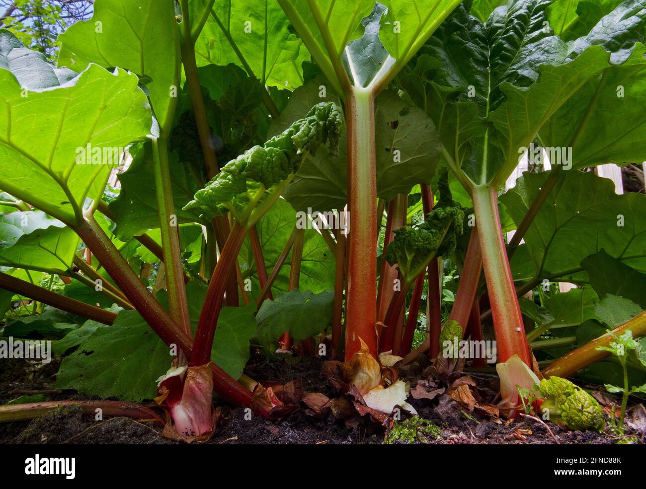 Gros plan de Rhubarb croissant dans un jardin de cuisine, vu d'un point de vue bas Banque D'Images
