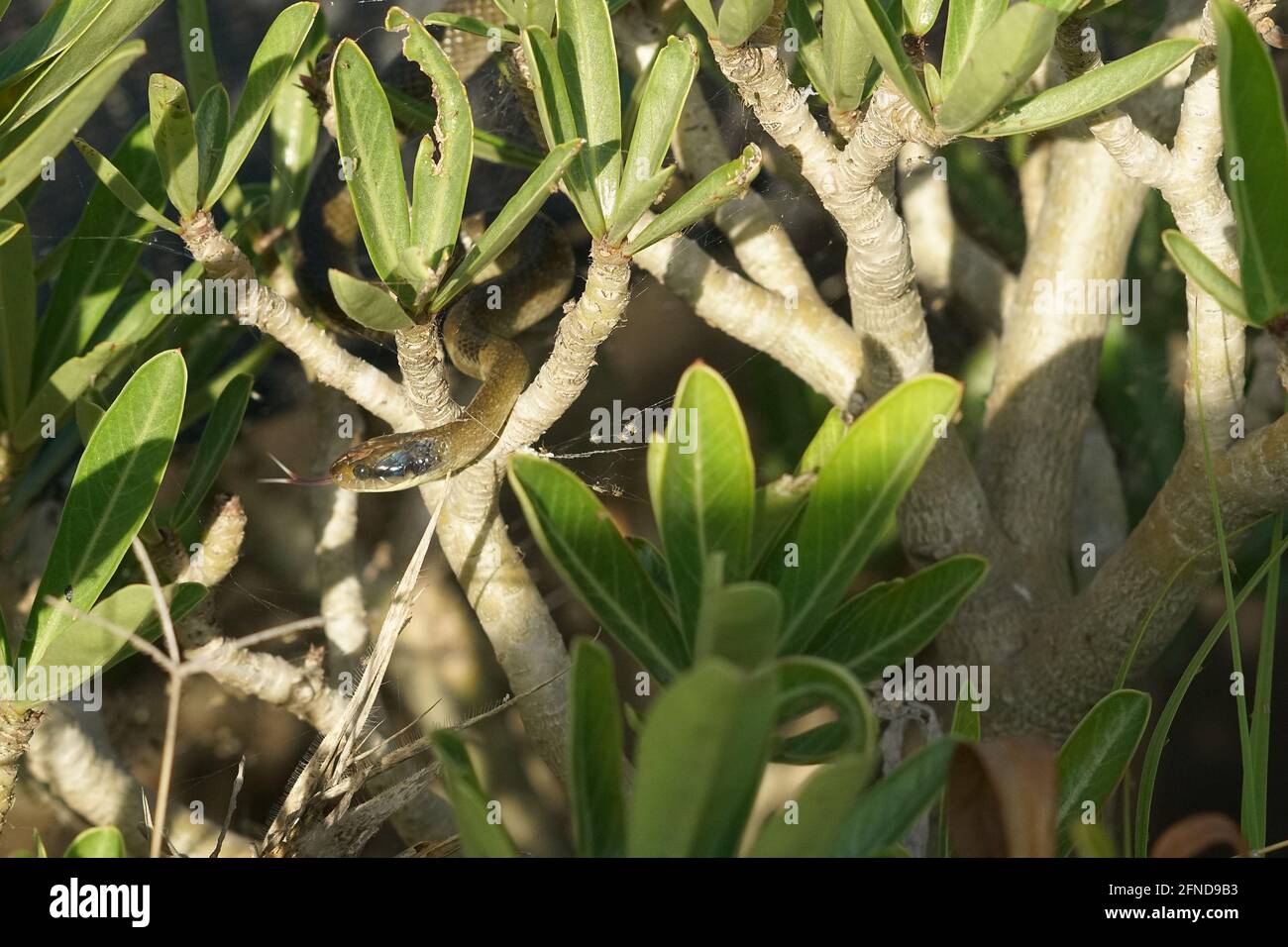 Herald ou serpent à lèvres blanches dans un Desert Date Bush in nord de la Tanzanie Banque D'Images