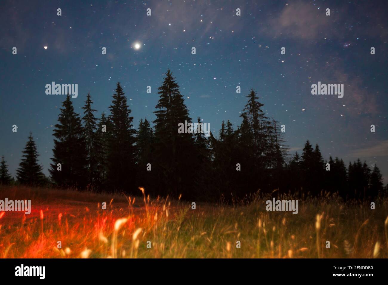 ciel nocturne dans la forêt avec des étoiles et champ avec léger Banque D'Images