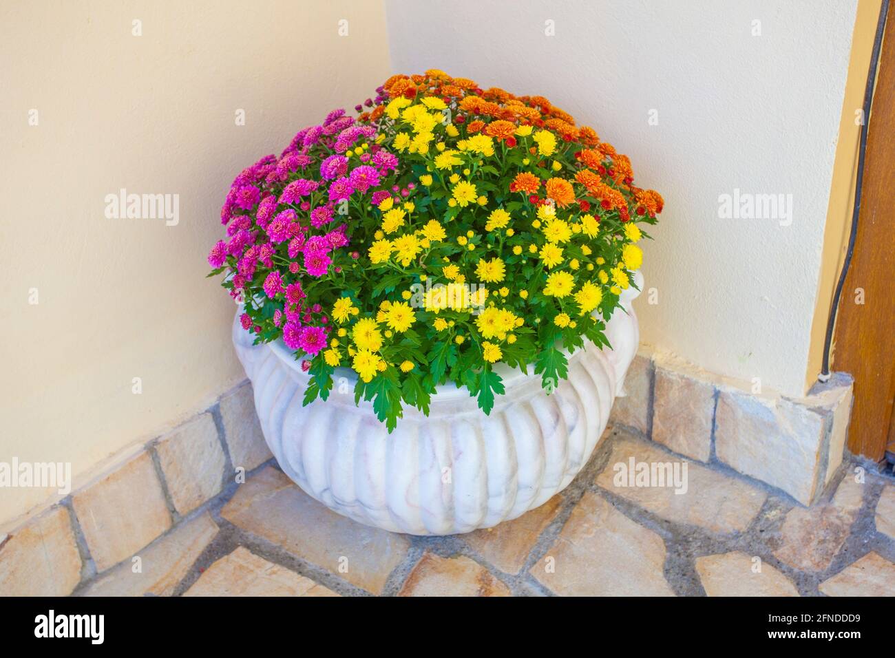 de belles fleurs dans des couleurs dans un bol Banque D'Images