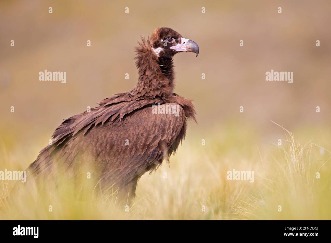 Un vautour cinereux (Aegypius monachus) reposant dans un pré dans les montagnes Spanisch. Banque D'Images