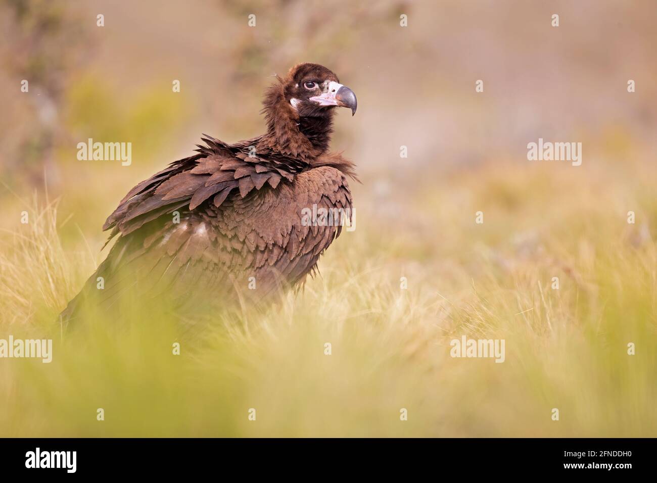 Un vautour cinereux (Aegypius monachus) reposant dans un pré dans les montagnes Spanisch. Banque D'Images
