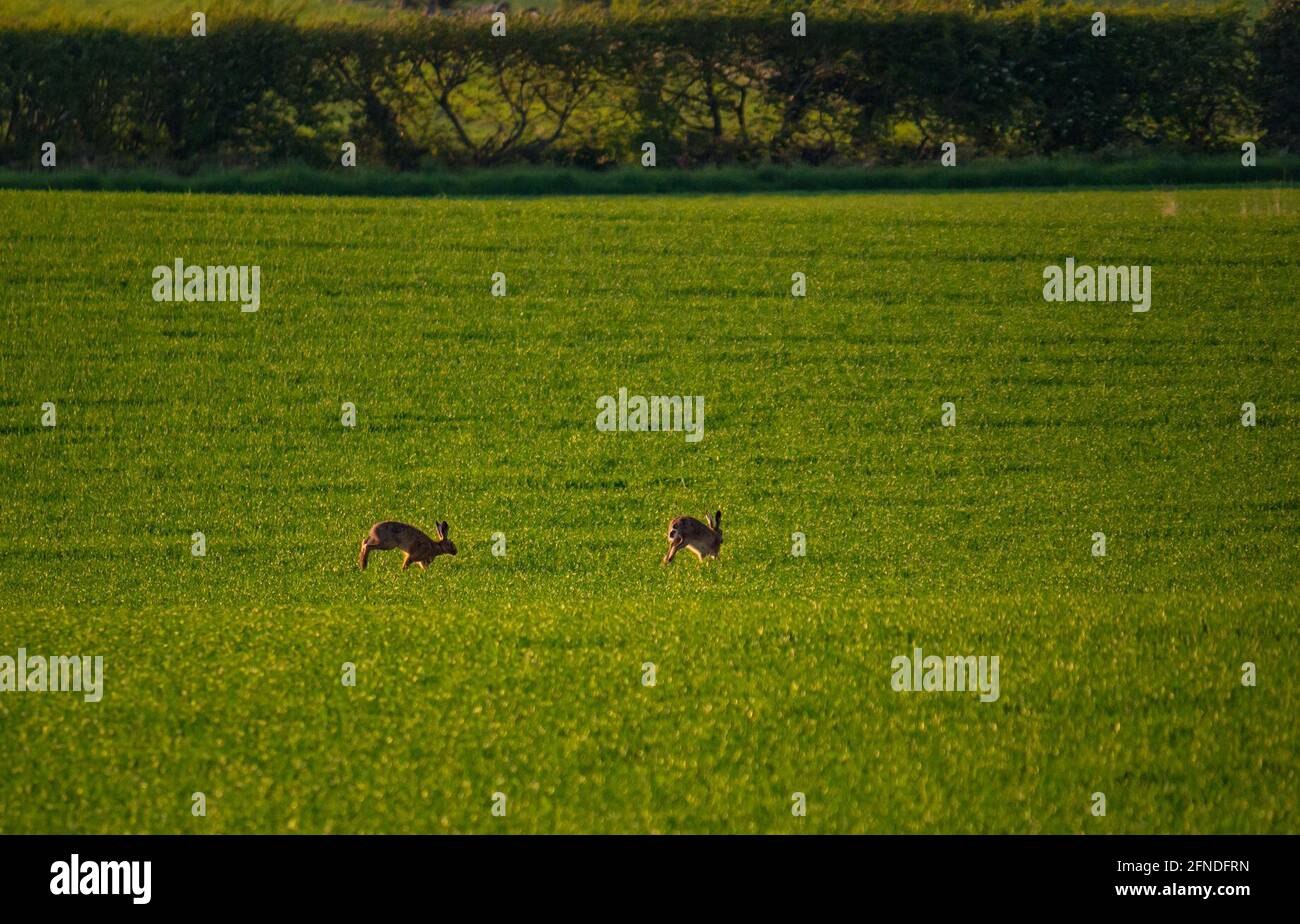 East Lothian, Écosse, Royaume-Uni, 16 mai 2021. Météo Royaume-Uni : faune sous le soleil du soir : lièvres brunes courant à travers un champ de culture Banque D'Images