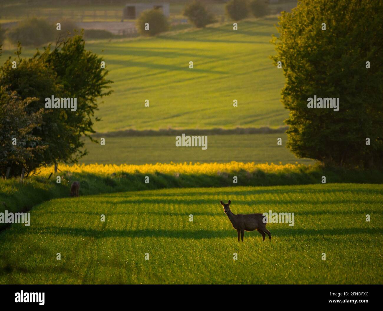 East Lothian, Écosse, Royaume-Uni, 16 mai 2021. Météo au Royaume-Uni : faune et flore sous le soleil du soir : un cerf de Virginie vigilant dans un champ de culture au coucher du soleil Banque D'Images