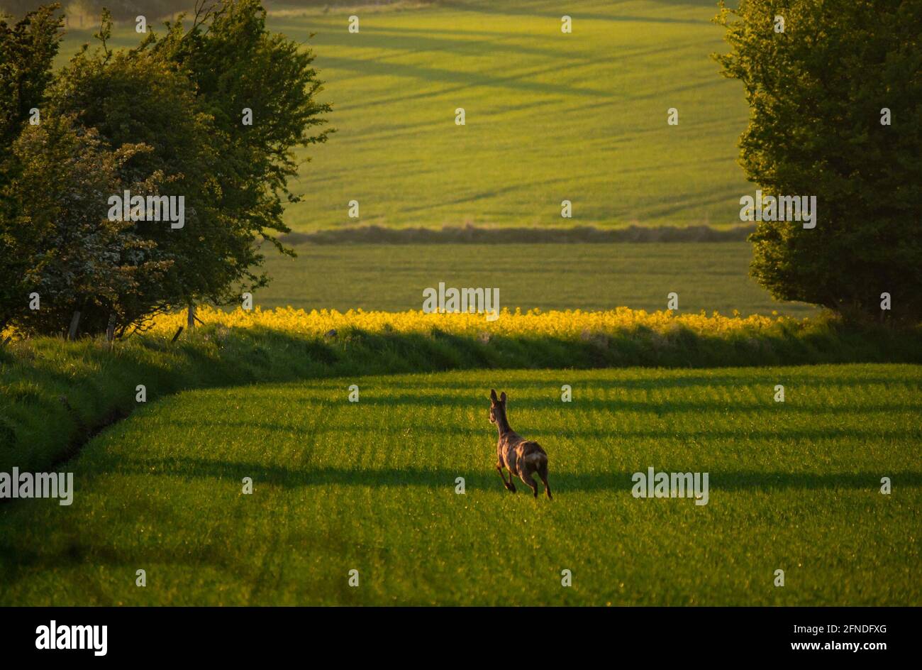 East Lothian, Écosse, Royaume-Uni, 16 mai 2021. Météo au Royaume-Uni : faune et flore sous le soleil du soir : un cerf de Virginie vigilant dans un champ de culture au coucher du soleil Banque D'Images