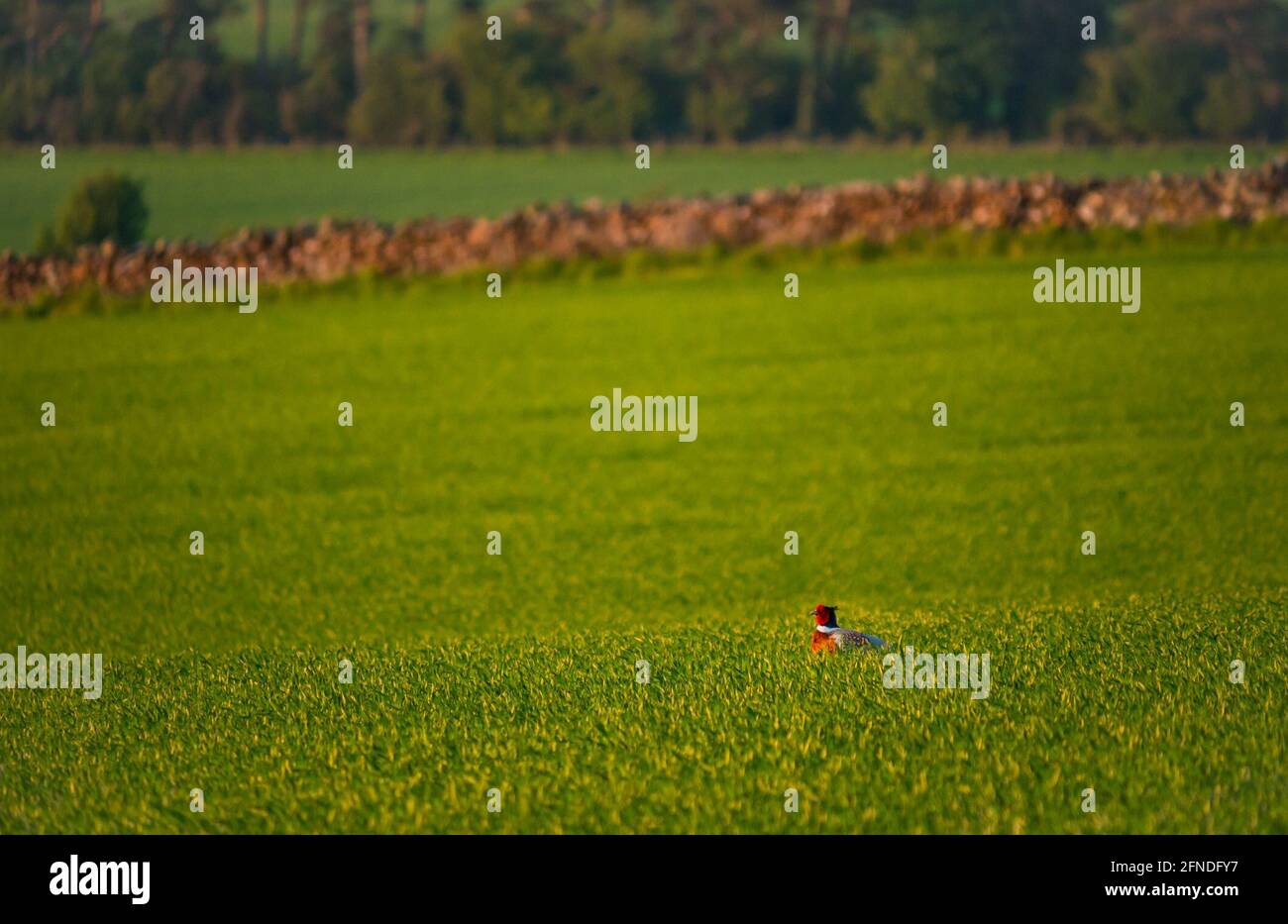 East Lothian, Écosse, Royaume-Uni, 16 mai 2021. Météo au Royaume-Uni: La faune en soirée soleil: Un faisan mâle se cache dans un champ de culture pendant que le soleil descend Banque D'Images