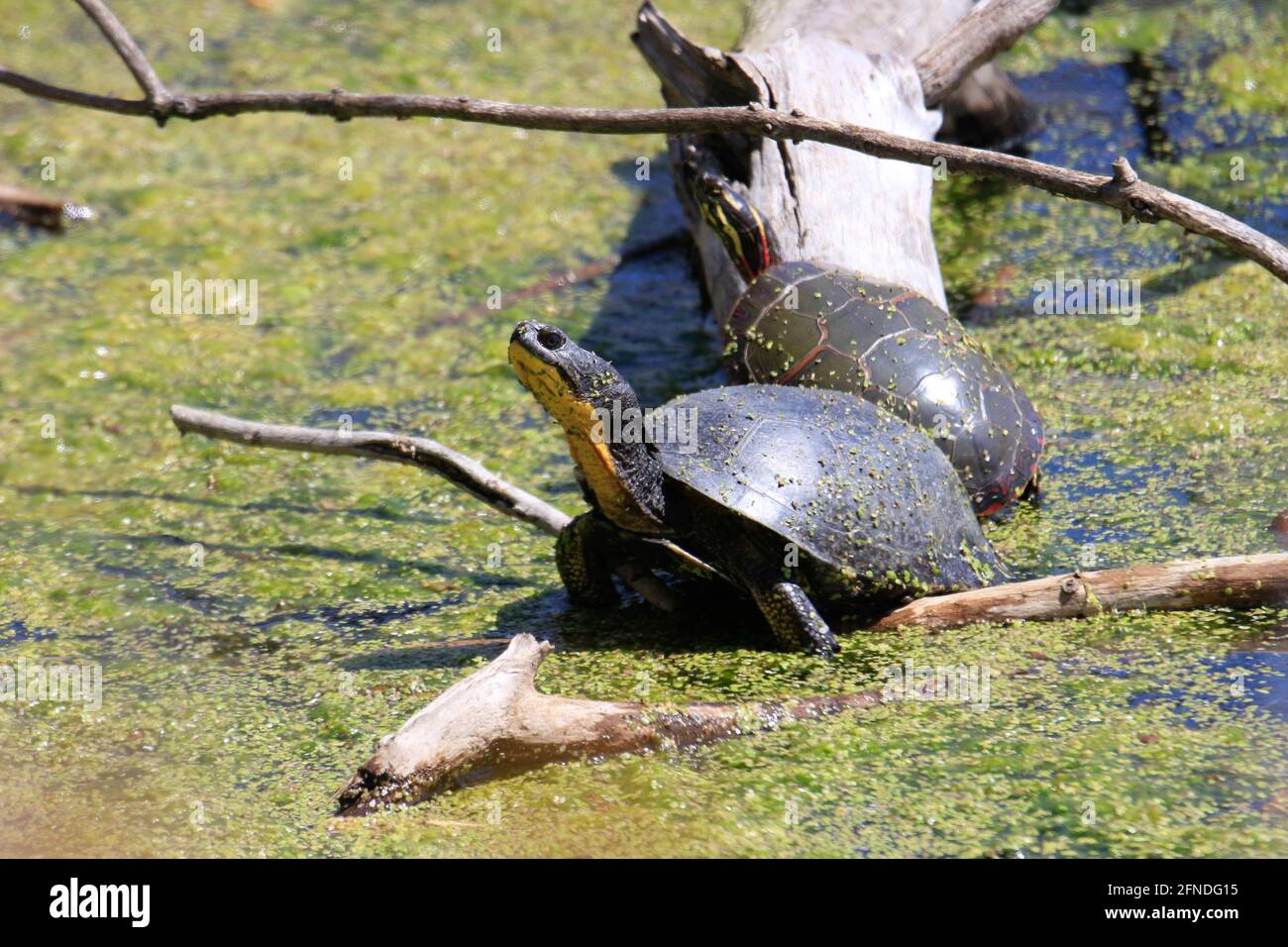 Tortue mouchetée - Emydoidea blandingii, cette espèce en voie de disparition, est en train de profiter de la chaleur du soleil sur un arbre tombé. L'eau environnante Banque D'Images