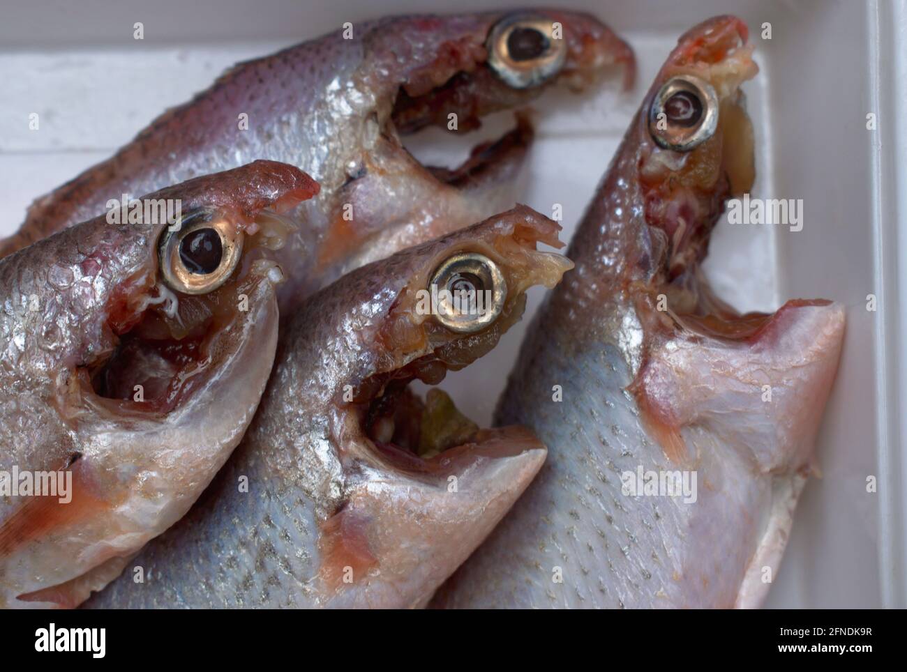 Les poissons à POA nettoyés et coupés les poissons à Vola Fishes des aliments crus du paysage Image Banque D'Images