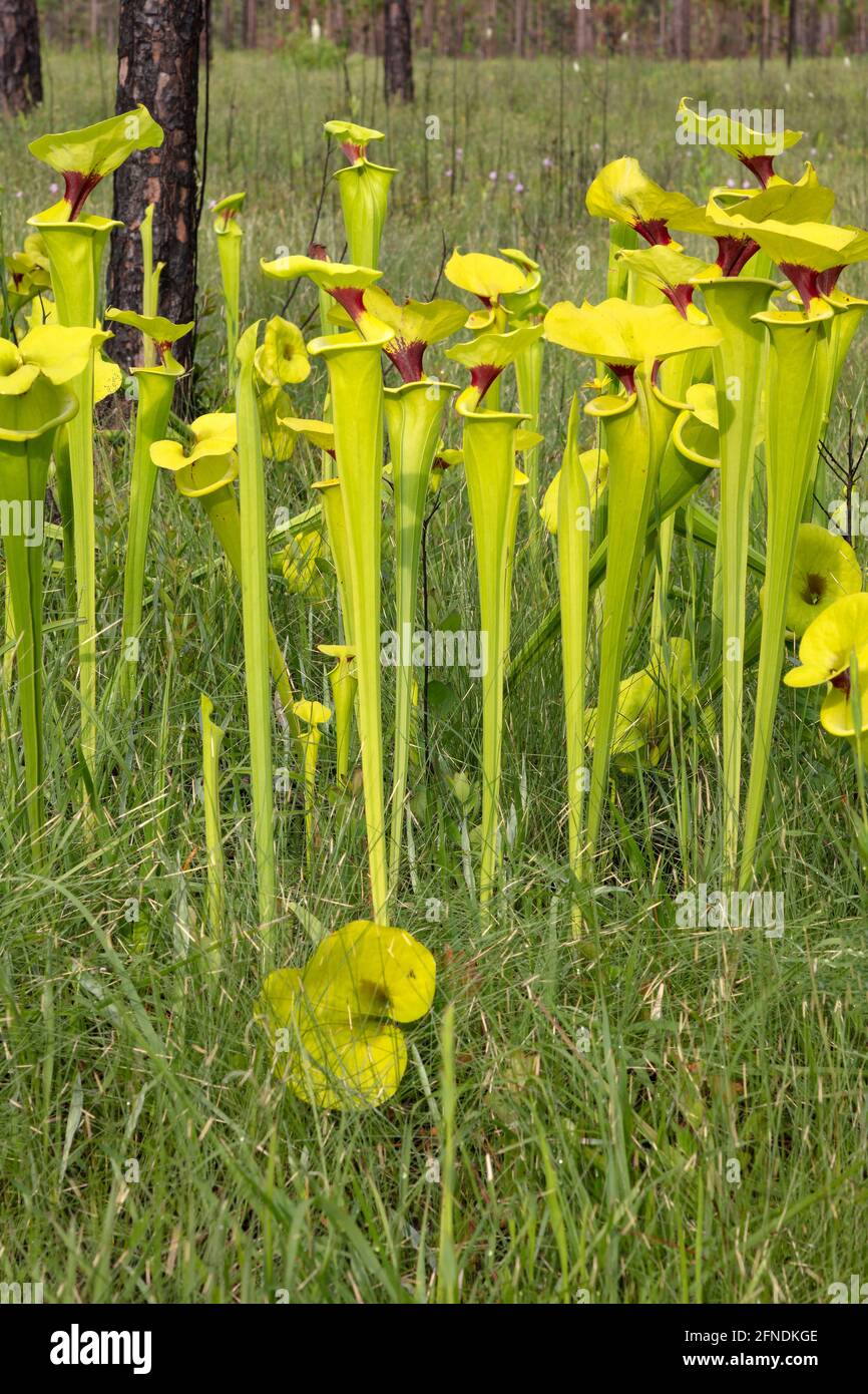 Plants de Pitcher jaune (Sarracenia flava var rugelii), nord-ouest de la Floride, printemps, États-Unis, par James D Coppinger/Dembinsky photo Assoc Banque D'Images