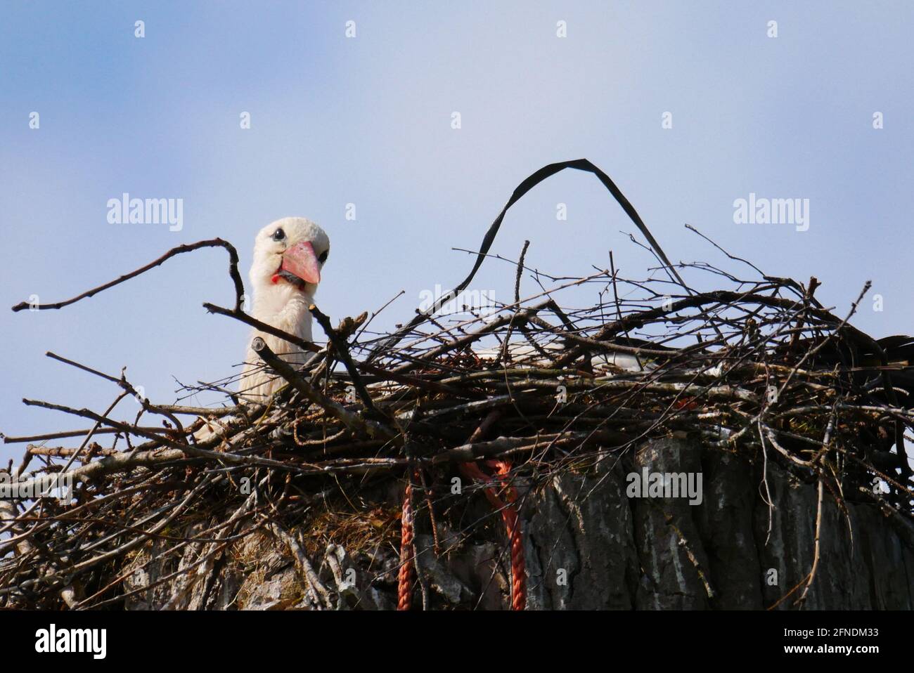 une cigogne blanche donne sur l'eyrie du nid Banque D'Images