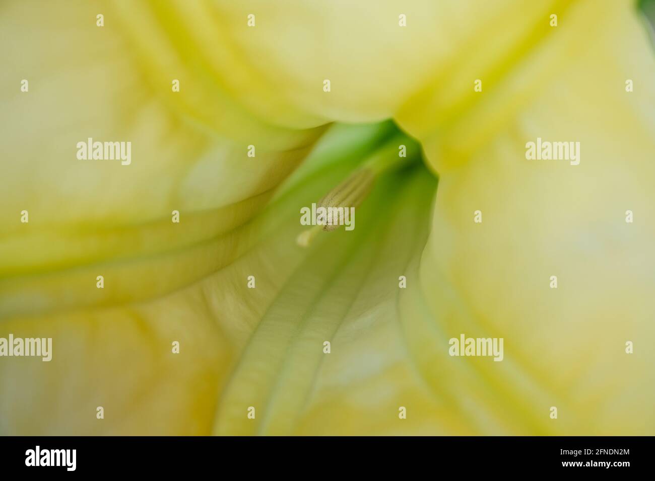 Vue macro des détails des étamines de fleurs jaunes, arrière-plans de la nature Banque D'Images