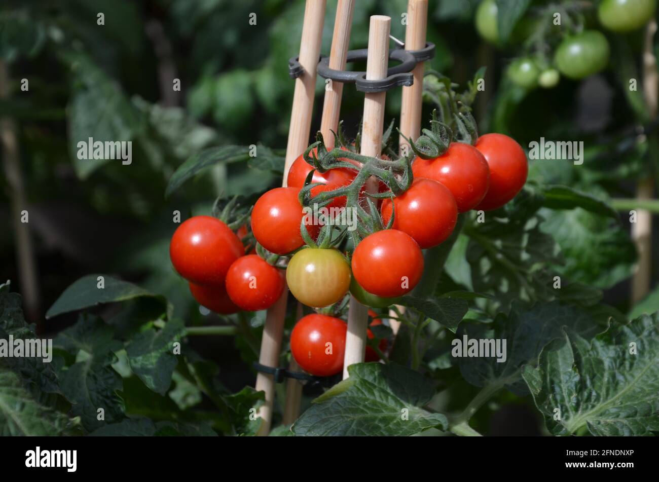Tomates cerises de jardin Banque de photographies et d’images à haute