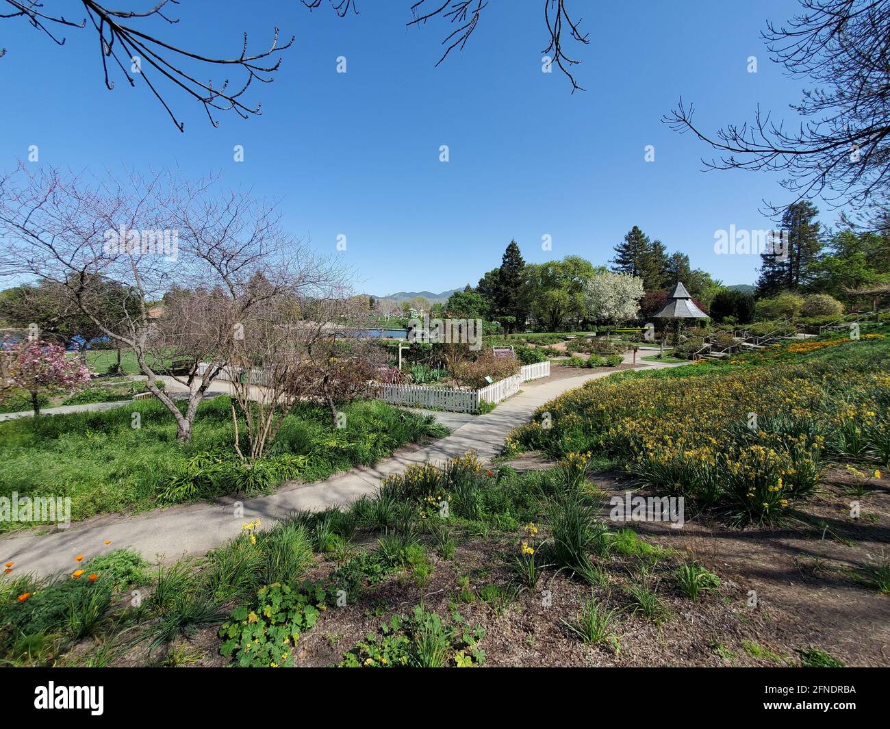 Gros plan de sentiers, d'arbres et de lits de plantes en fleurs dans les jardins de Heather Farm, à Heather Farm Park, à Walnut Creek, Californie, le 29 mars 2021. () Banque D'Images