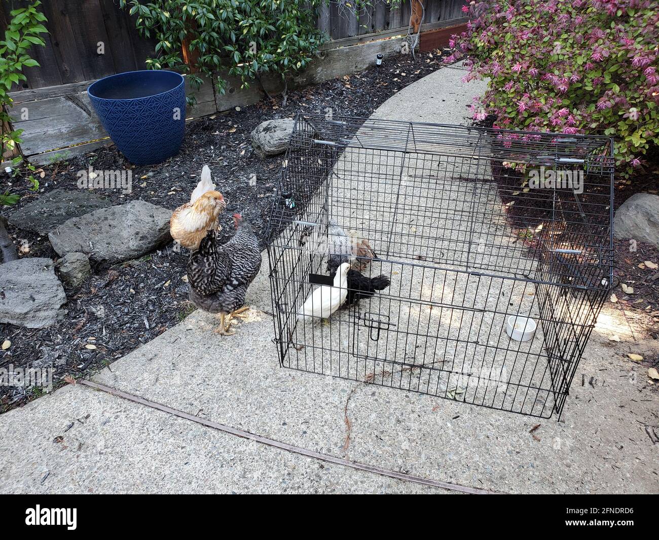 Vue en grand angle d'un sentier de jardin, avec deux poulets adultes (Gallus gallus domesticus) debout à côté de plusieurs juvéniles en cage, Californie, 29 mars 2021. () Banque D'Images
