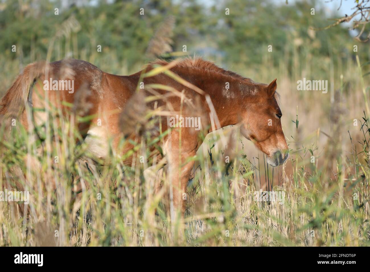 Cheval 2025 couleur caramel